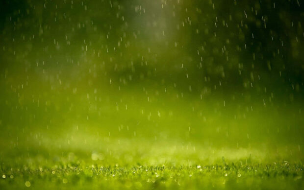 Spring rain wallpaper hd desktop fresh spring rain falling on green grass blades
