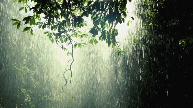 Spring rain wallpaper hd desktop green leaves and soft spring rain falling in the forest