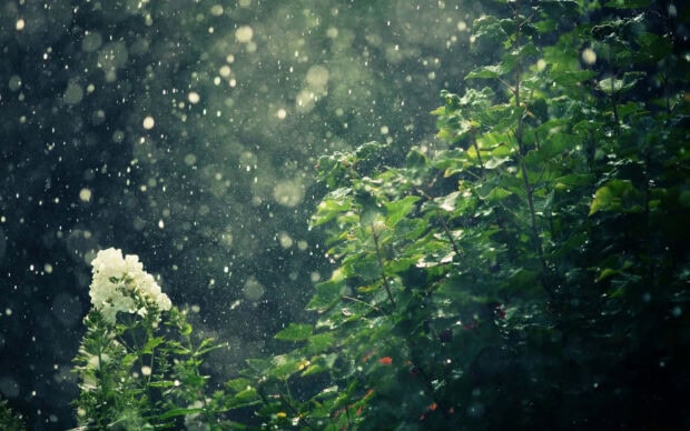 Spring rain wallpaper hd desktop green leaves and white flower spring rain foliage surrounded by water droplets