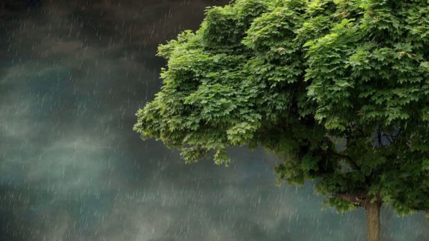Spring rain wallpaper hd desktop green leaves of a tree in spring rain falling under a cloudy sky