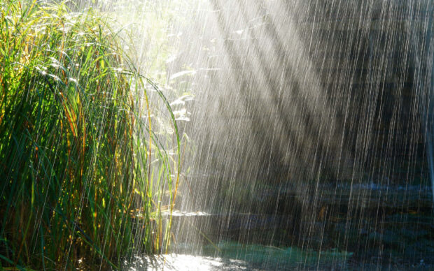 Spring rain wallpaper hd desktop green spring rain falling over lush plants in a garden on a sunny day