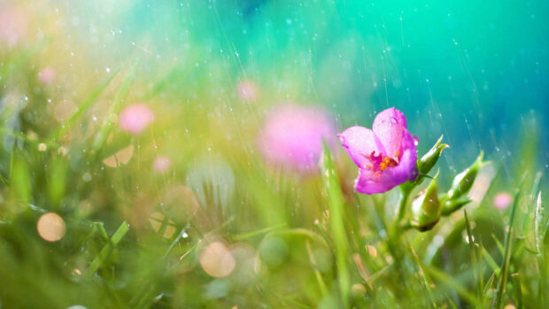 Spring rain wallpaper hd desktop pink flower in spring rain surrounded by fresh green grass and soft bokeh light
