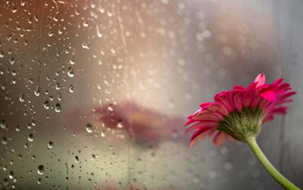 Spring rain wallpaper hd desktop pink flower with spring rain on window glass on a rainy day