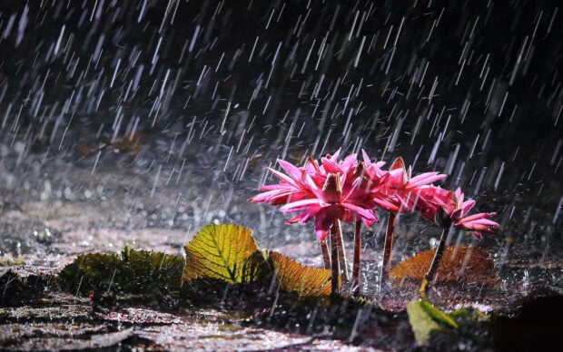 Spring rain wallpaper hd desktop pink lotus flowers blooming under spring rain with green leaves in the background