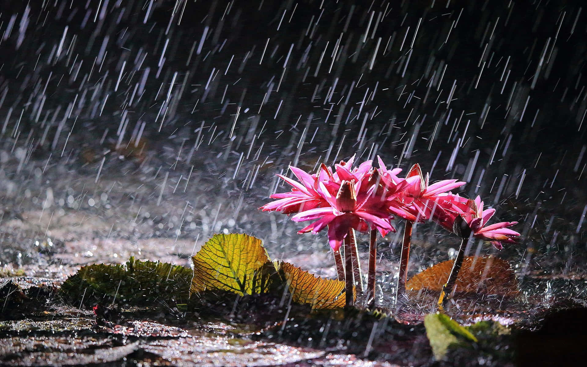 Spring Rain Wallpaper - PixelsTalk