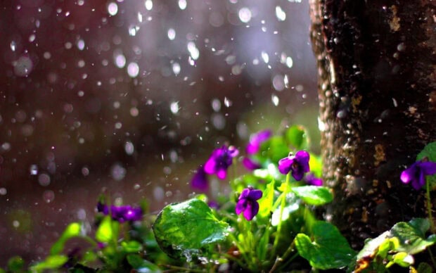 Spring rain wallpaper hd desktop purple flowers blooming with fresh spring rain droplets near a tree trunk