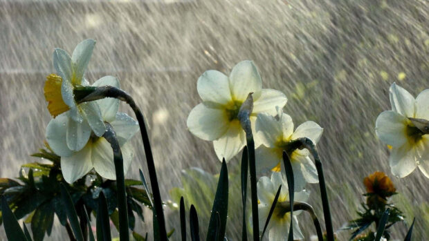 Spring rain wallpaper hd desktop white daffodils blooming in spring rain with vibrant green leaves