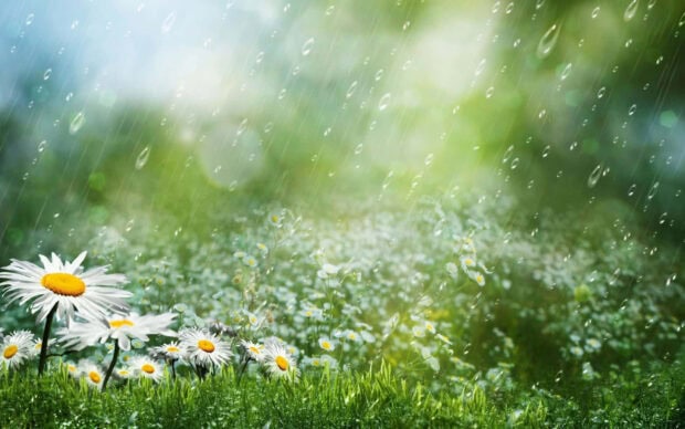 Spring rain wallpaper hd desktop white daisies blooming under a gentle spring rain in a green meadow