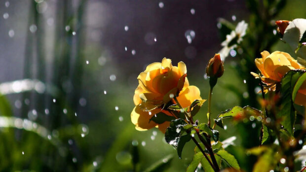 Spring rain wallpaper hd desktop yellow rose with spring rain drops falling in a garden scene