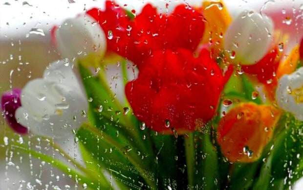 Spring rain wallpaper hd laptop beautiful spring rain drops on colorful tulip flowers through a window glass