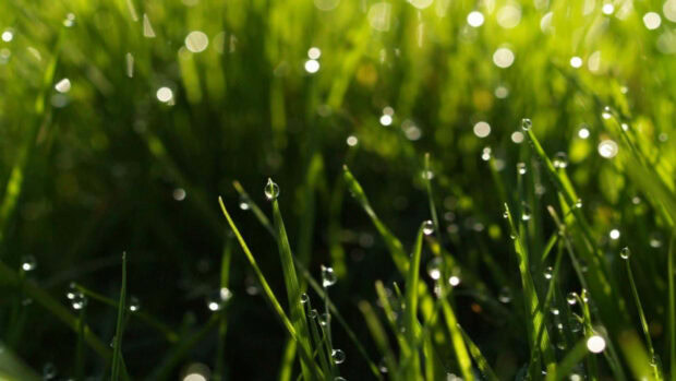 Spring rain wallpaper hd laptop close up of spring rain droplets on green grass blades in natural light