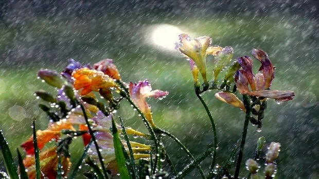 Spring rain wallpaper hd laptop colorful flowers blooming in spring rain with water droplets on petals and green leaves