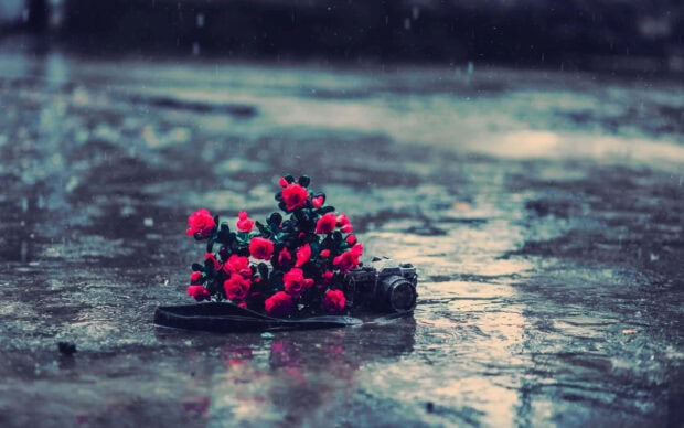 Spring rain wallpaper hd laptop vintage camera with vibrant spring rain roses on wet ground in soft light