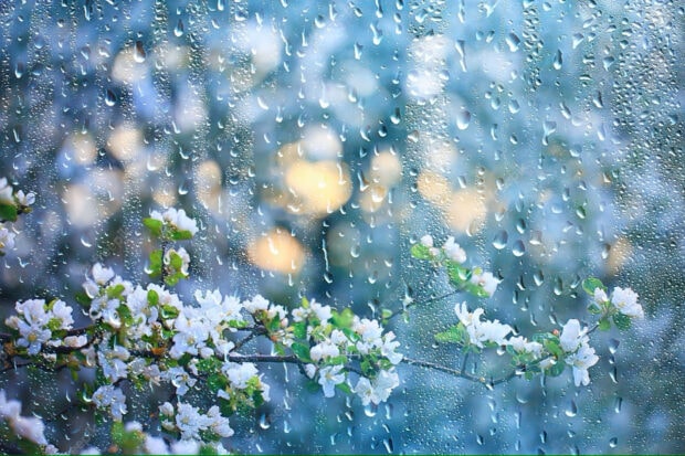 Spring rain wallpaper hd laptop white blooming flowers with spring rain drops on a window pane