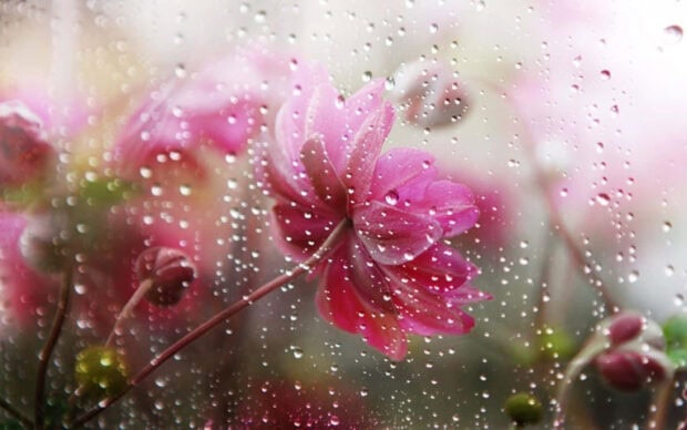 Spring rain wallpaper laptop pink flower covered with spring rain droplets on a window glass viewed from outside