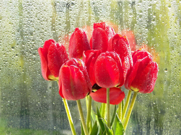 Spring rain wallpaper laptop red tulips covered with spring rain droplets near a wet windowpane