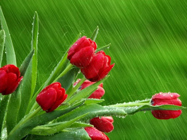 Spring rain wallpaper laptop red tulips with spring rain on green grass
