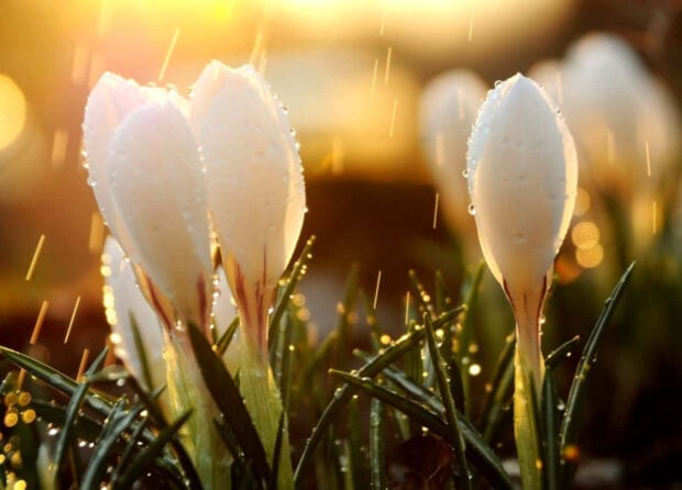 Spring rain wallpaper laptop white crocus flowers blooming with spring rain droplets in warm sunlight