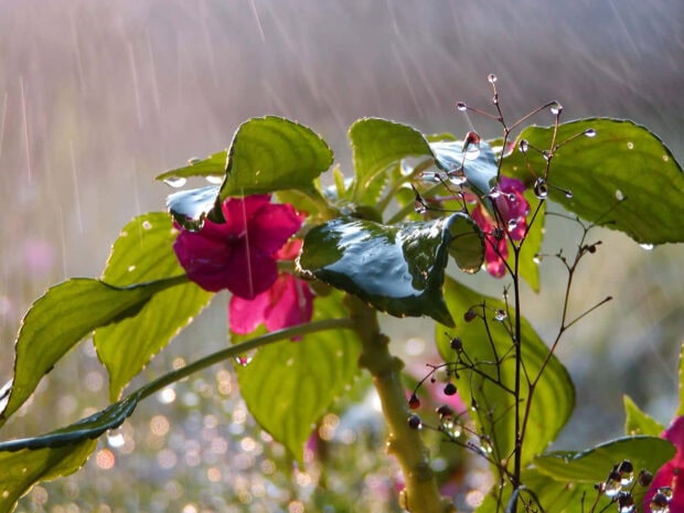 Spring rain wallpaper mobile pink flower with green leaves drenched in spring rain droplets