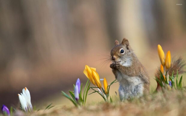 A small squirrel sits attentively among blooming crocus flowers, holding its paws to its mouth in a soft-focus environment