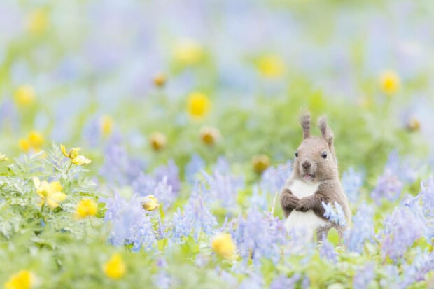 A small squirrel stands alert amidst a soft field of purple and yellow wildflowers, observing its surroundings
