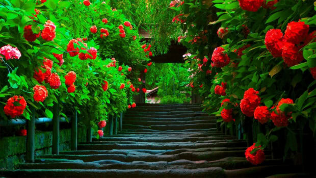 Stone steps ascend an enchanting pathway, bordered by vibrant red flowers blooming amidst dense green foliage towards a mysterious arch