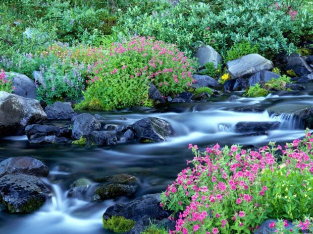 Water cascades over mossy rocks amidst vibrant pink blossoms and lush green foliage in a forest