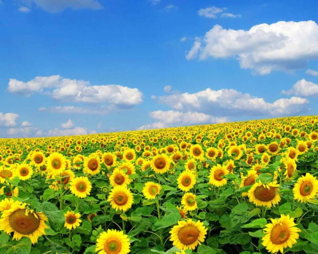 A vast field of sunflowers faces the sun, stretching up a gentle slope beneath a bright blue sky dotted with fluffy white clouds