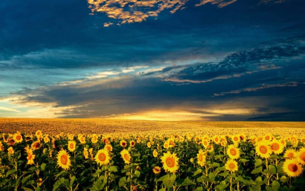 Sunflowers face west, their golden heads glowing under a dramatic, cloud-filled sunset sky