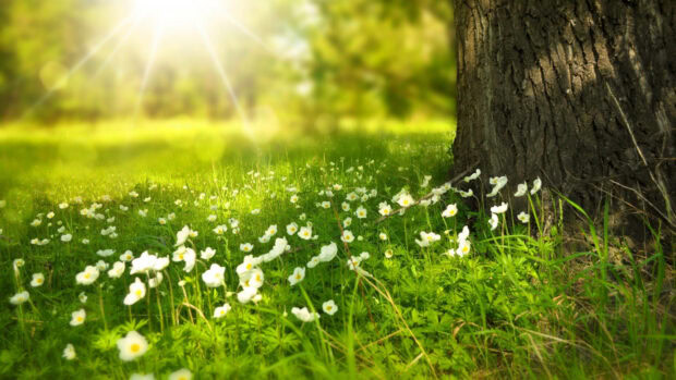 Sun rays penetrate a lush green meadow, white flowers dotting the grass beneath a tall tree trunk, creating a serene natural scene