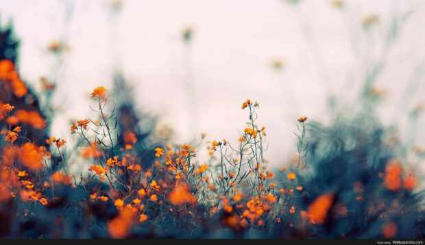 Delicate orange blossoms emerge from soft green foliage, creating a gentle bokeh effect in the background