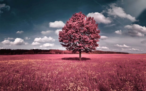 Solitary tree stands centered in a wide field, its leaves showing a rich magenta hue under a dramatic cloudy sky