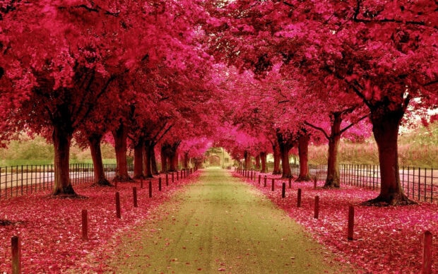 Long straight avenue stretches forward, flanked by rows of trees bursting with bright red foliage, leaves covering the path