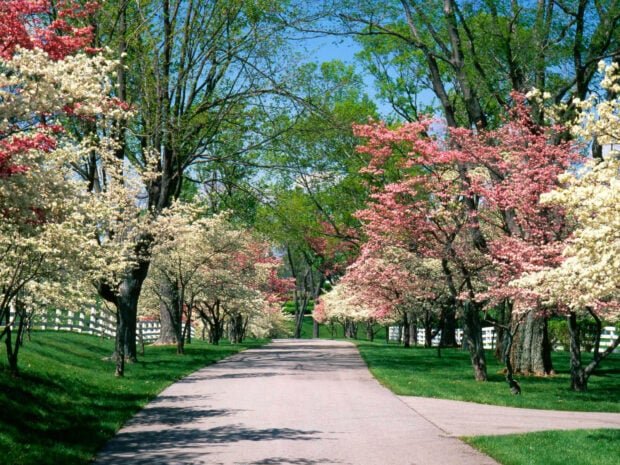 A paved pathway winds gently, bordered by an avenue of flowering trees displaying pink, white, and green leaves, beside white fences