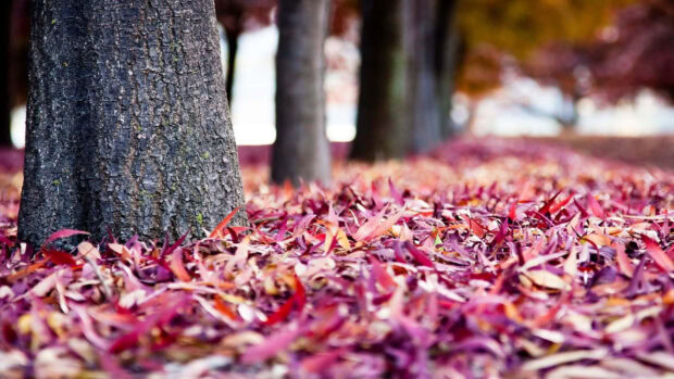 Several tree trunks stand on a ground completely covered with a dense layer of rich crimson and orange leaves, extending into the blurred background