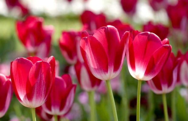 Crimson tulips with striking white edges bloom in a garden, their vibrant petals softly illuminated