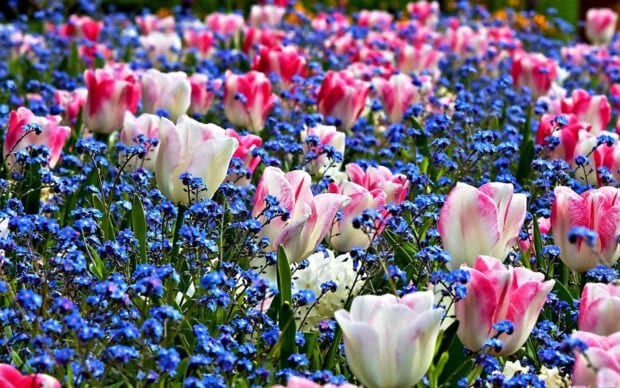 Tulips bloom among forget-me-nots creating a vibrant floral carpet
