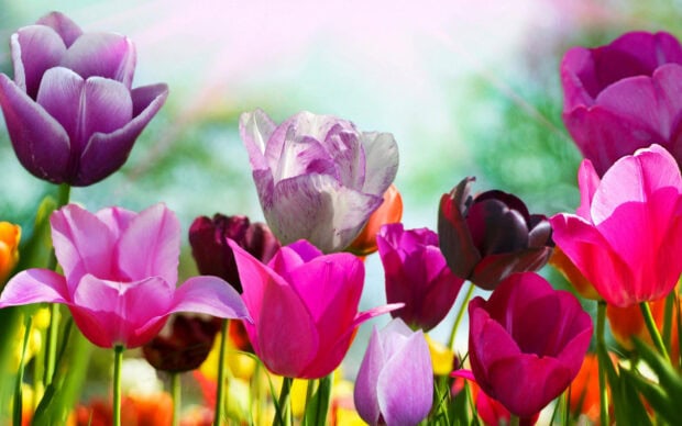 Varied tulips bloom vibrantly, filling a garden with purple, pink, and red petals against a soft bokeh background, offering a stunning 1920x1200 view