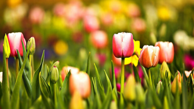 Vibrant tulips stand tall, green foliage blurs in a sun-drenched garden, with a soft focus background of more flowers