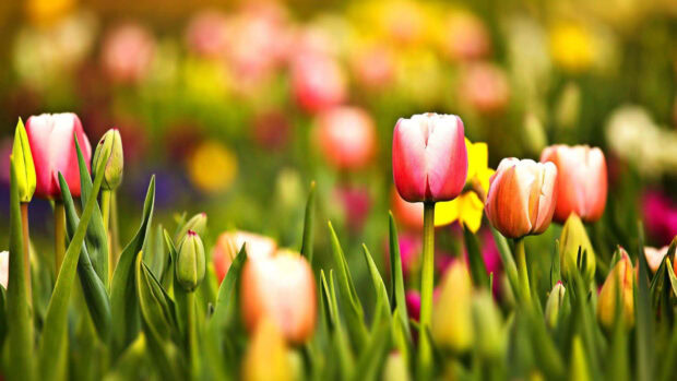Vibrant tulips emerge from green foliage, their petals displaying various hues in a sunlit field