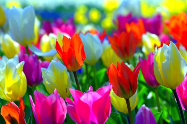 Tulips burst with vivid colors across a sunlit field, showcasing diverse petals in a vibrant display