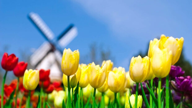 Yellow tulips stand tall in a vibrant field, with a classic Dutch windmill rotating under a clear blue sky