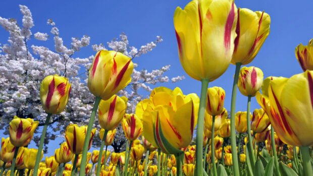 Tall yellow tulips stand proudly, displaying red stripes on their petals, reaching towards a clear blue sky, with a distant white-blossomed tree, in full 1920x1080 resolution