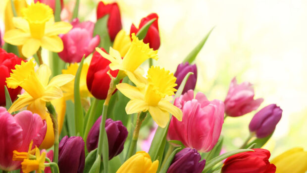 Bright yellow daffodils and colorful tulips (red, pink, purple) stand together in a dense floral arrangement