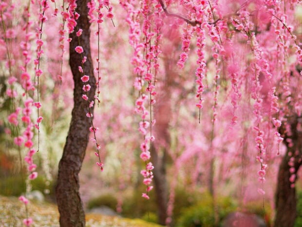 Weeping tree branches hang laden with numerous small pink blossoms