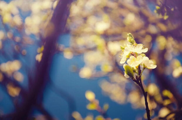 Delicate white blossoms unfurl on a branch, set against a dreamy, blurred background of sunlit leaves