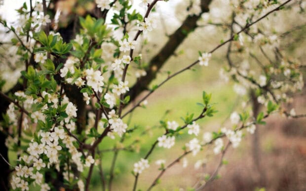 Delicate white blossoms emerge from green leaves along a tree branch, set against a gently blurred natural background