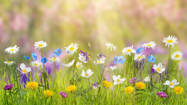 Diverse wildflowers stand tall and bloom in a vibrant green field, basking in soft sunlight, showcasing nature's rich palette