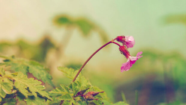 A delicate pink wild geranium blossom bends gently, adorned with tiny dewdrops, emerging from lush green foliage