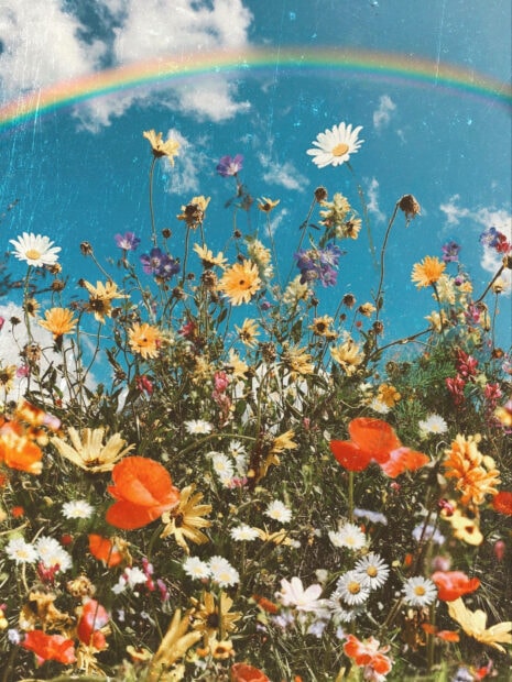 Wildflowers reach towards a bright blue sky, showcasing a colorful rainbow arching over a vibrant meadow